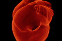 Your Mouth and Your Heart: Uncovering the Link to Heart Attack Risk