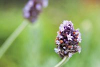 Sustainable Smiles: Brisbane Holistic Dentistry’s Green Initiative