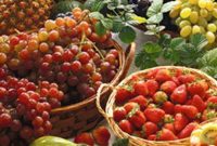 Plant-Based Diets: Friend or Foe to Your Dental Health?