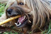 The Daily Grind: Stress’s Impact on Dental Wellness