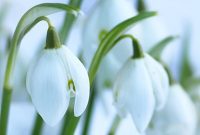 DIY Tooth Whitening Product Recalls