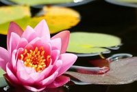 Inner Peace Breathwork